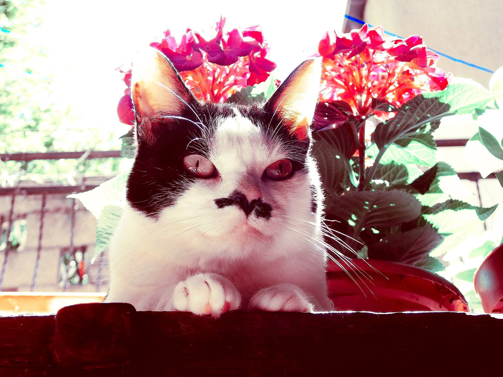 Elfira participe au concours pour gagner de l'argent avec cette photo : american_wirehair, asian, carnivore, cat, ear, eye, felidae, flower, fur, kitten, plant, small_to_medium_sized_cats, tree, whiskers