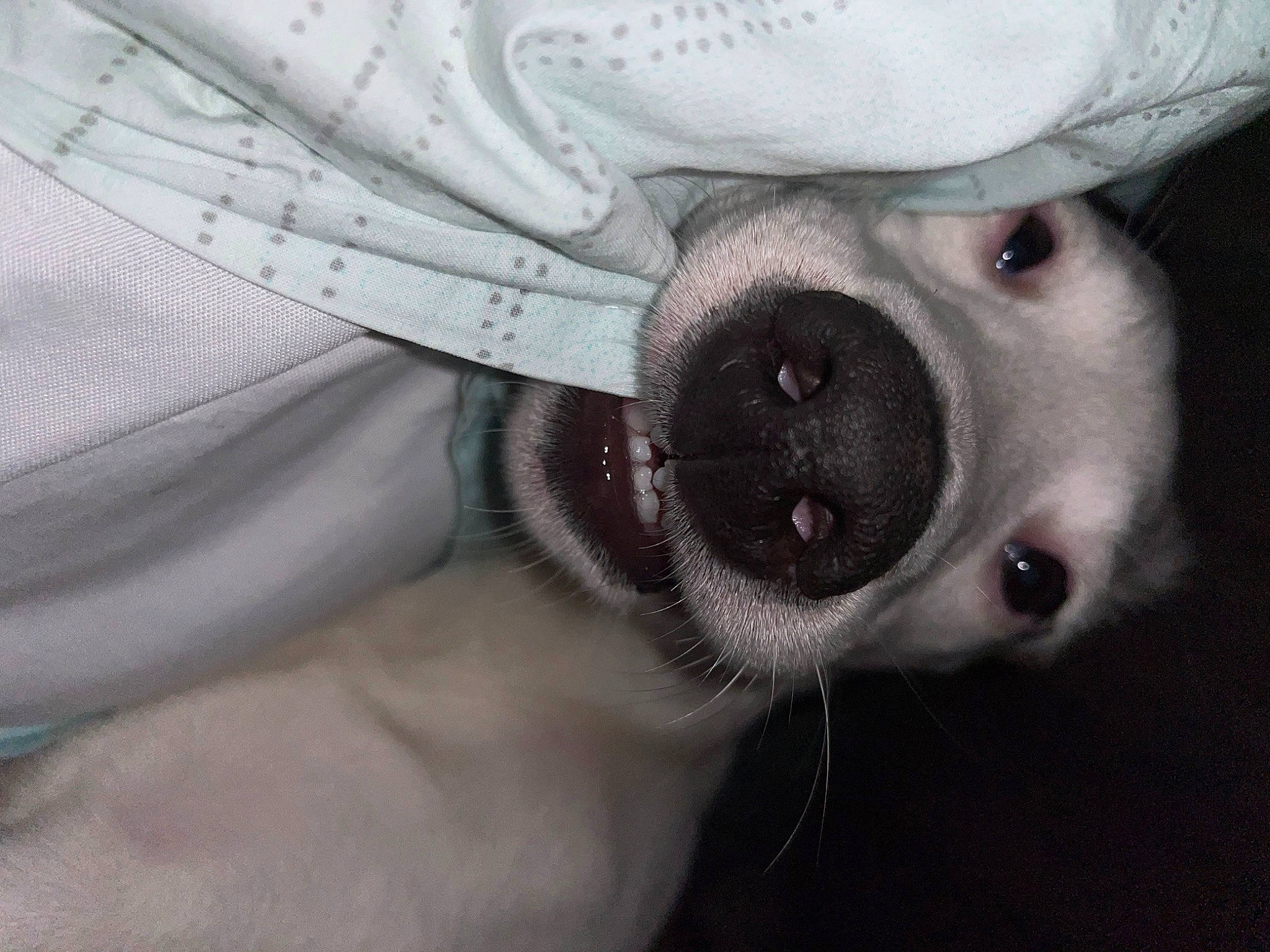 Billy participe au concours pour gagner de l'argent avec cette photo : carnivore, close_up, comfort, companion_dog, dog, dog_breed, ear, eyelash, eyewear, fur, gesture, glasses, hat, monochrome, monochrome_photography, paw, selfie, snout, whiskers, working_animal