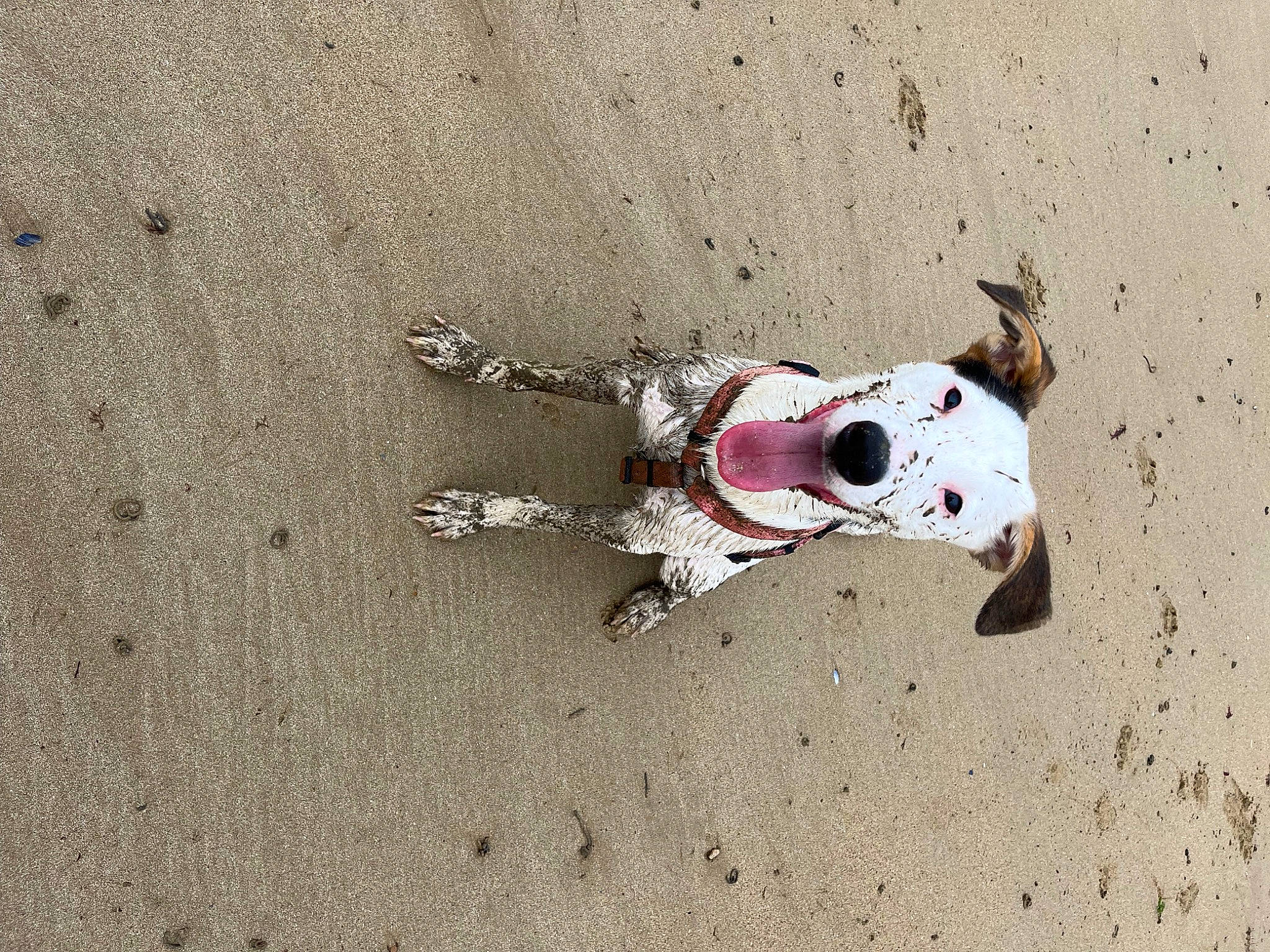 Billy a rejoint le concours — aidez-le/la à gagner de superbes lots ! art, asphalt, beach, carmine, concrete, dog, human_leg, landscape, road_surface, sand, shadow, soil