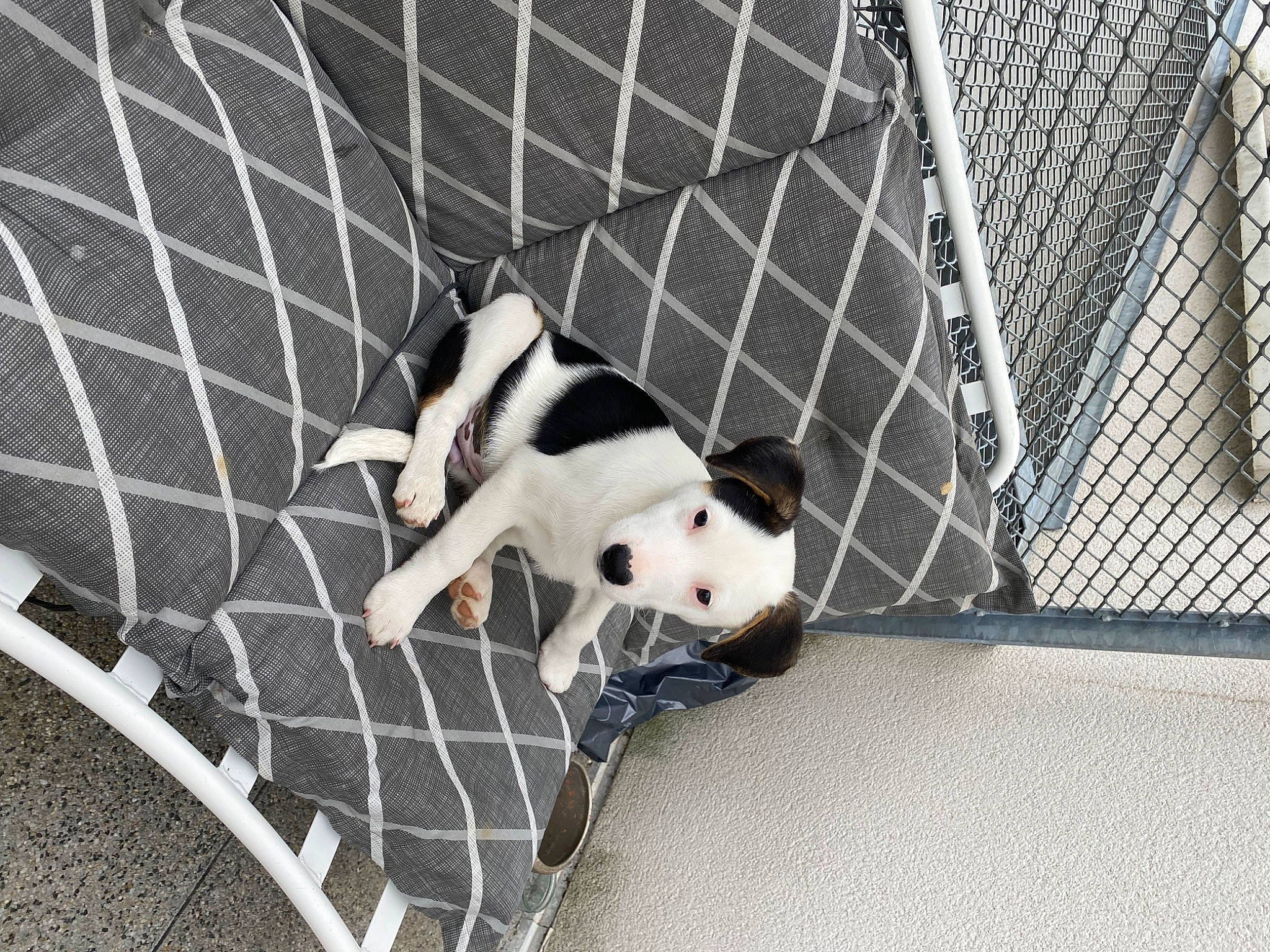 Billy a rejoint le concours — aidez-le/la à gagner de superbes lots ! animal_shelter, cage, carnivore, comfort, companion_dog, dog, dog_breed, dog_supply, fawn, flooring, mammal, mesh, metal, monochrome_photography, pet_supply, snout, sporting_group, tail, terrestrial_animal, working_animal