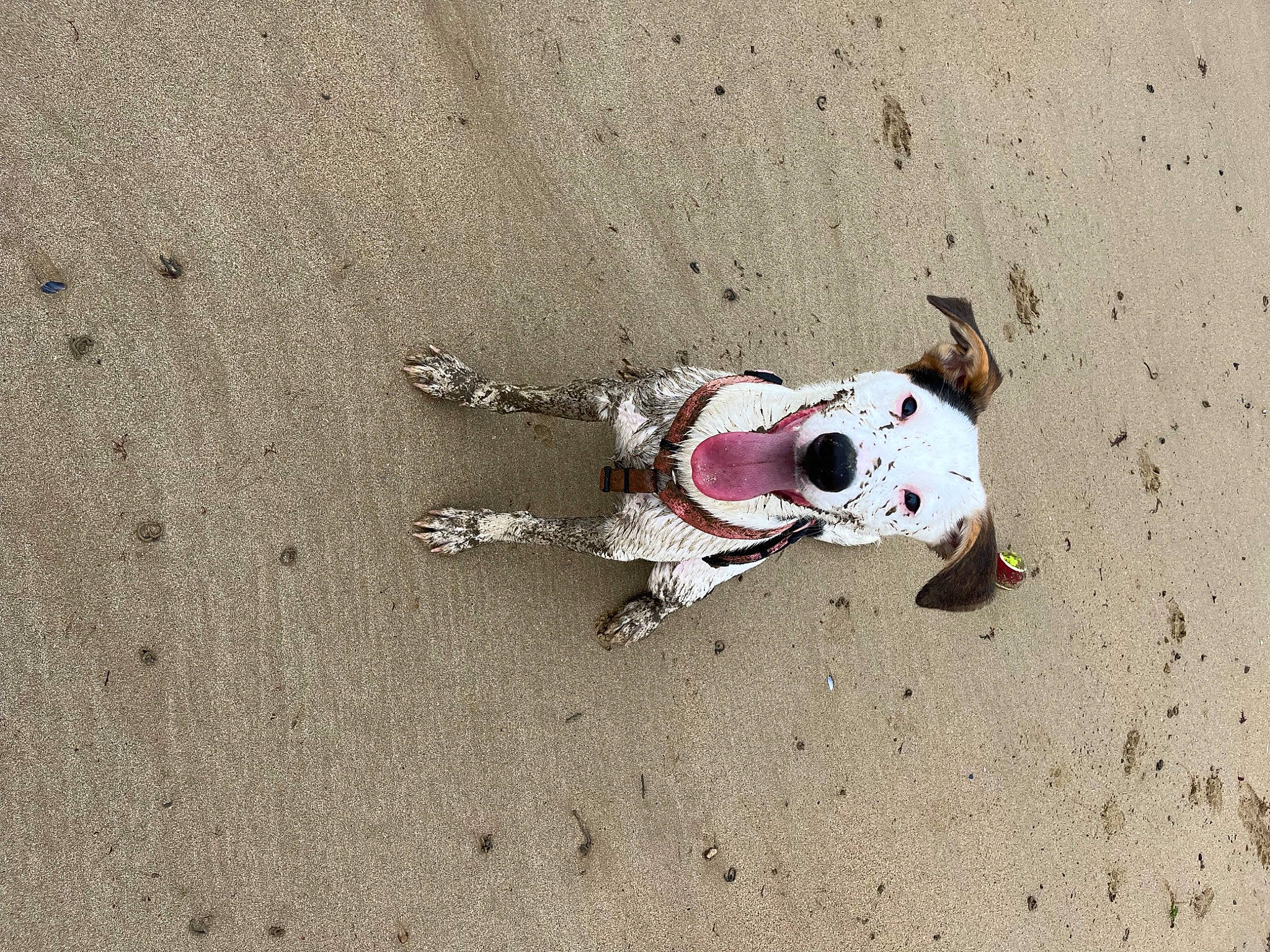 Billy a rejoint le concours — aidez-le/la à gagner de superbes lots ! art, asphalt, beach, canidae, carmine, carnivore, companion_dog, concrete, dog, dog_breed, fawn, landscape, non_sporting_group, paw, road_surface, sand, shadow, snout, soil, toy