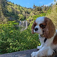 Malina participe au concours pour gagner de l'argent avec cette photo : dog, cavalier_king_charles_spaniel, wooden_railing, forest, waterfall, greenery, trees, outdoor, nature, blue_sky, sunlight, pet, canine, fur, animal, leafy, scenic, daylight, landscape, peaceful