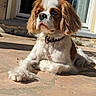 Malina participe au concours pour gagner de l'argent avec cette photo : dog, cavalier_king_charles_spaniel, pet, outdoor, sunlight, fur, ears, collar, animal, canine, laying_down, close_up, portrait, pavement, relaxing, daylight, brown_and_white, cute, companion, domestic