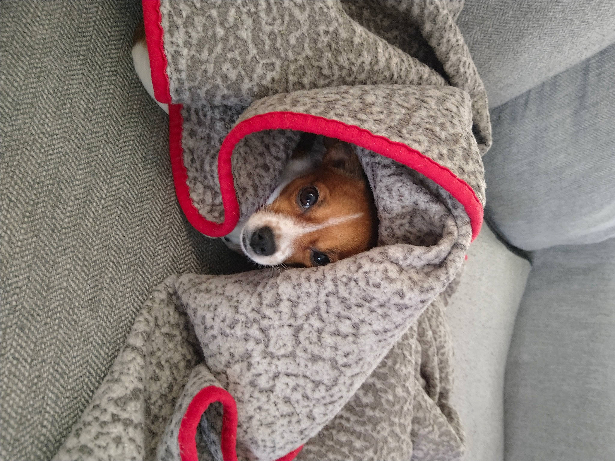 Mae joined the competition — help win amazing prizes! canidae, carnivore, comfort, companion_dog, couch, dog, dog_breed, dog_supply, fawn, fur, hat, linens, puppy, seat_belt, sitting, snout, sporting_group, terrier, toy_dog, whiskers