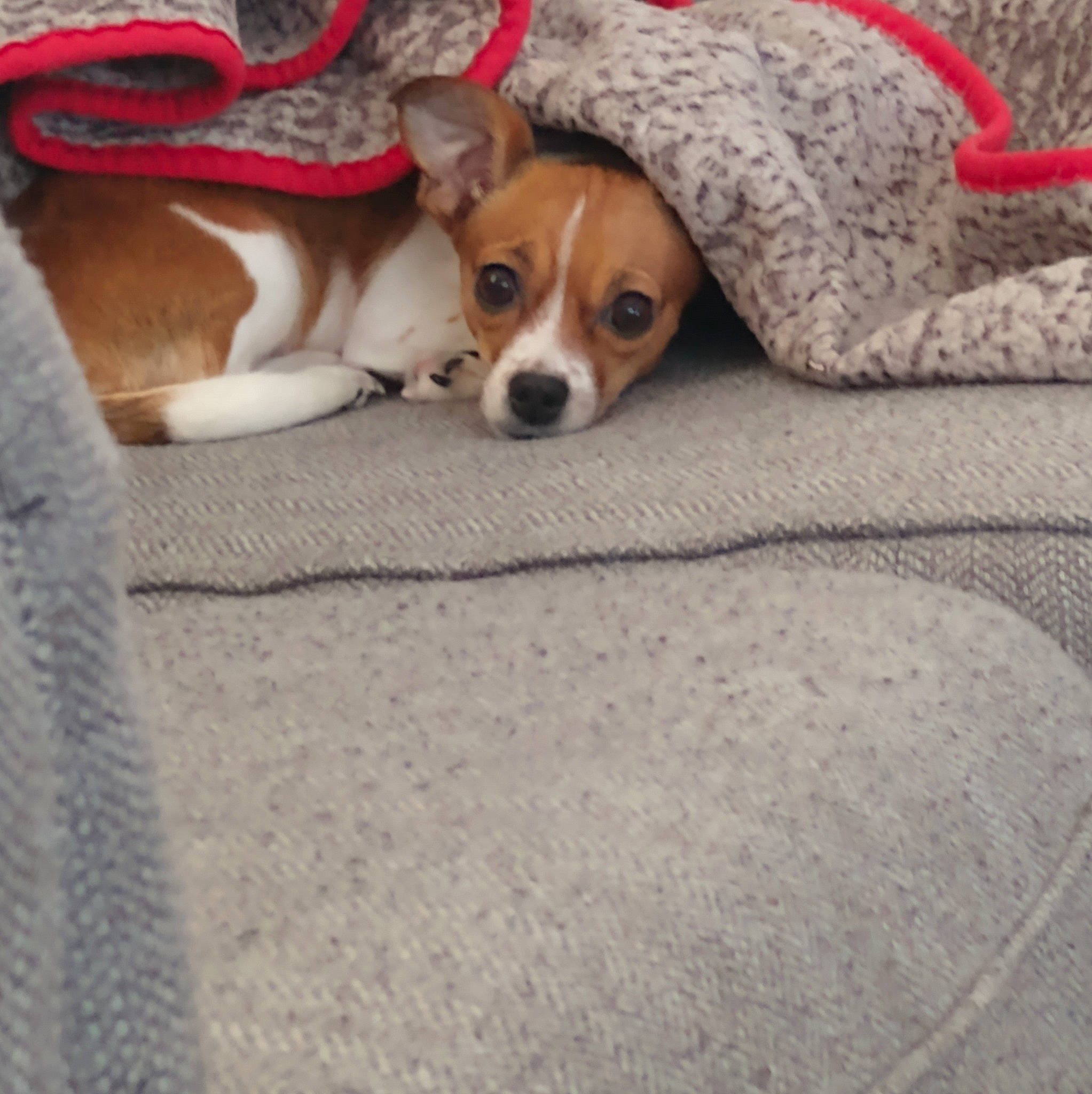 Mae is registered to the contest to win money with this photo: canidae, cardigan_welsh_corgi, carnivore, comfort, companion_dog, couch, dog, dog_breed, fawn, flooring, fur, linens, mammal, snout, sporting_group, terrestrial_animal, vertebrate, whiskers, wood, working_animal