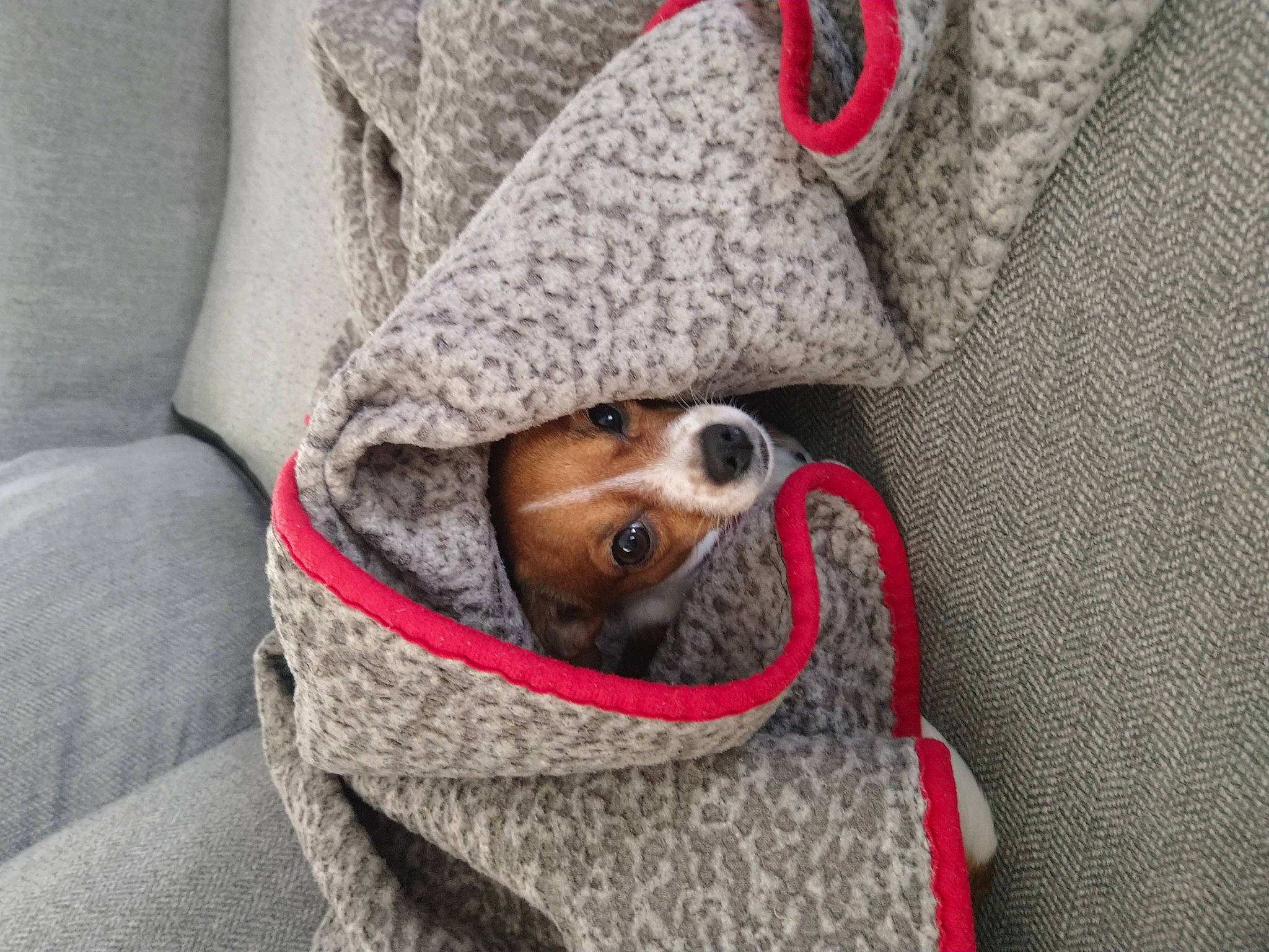 Mae is registered to the contest to win money with this photo: audio_equipment, bag, canidae, carnivore, comfort, companion_dog, couch, dog, dog_breed, eyewear, fawn, fur, grey, linens, snout, sporting_group, stuffed_toy, textile, toy_dog, whiskers