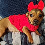 animal, bed, blanket, canine, closeup, comfort, cozy, cute, dog, expression, fur, headband, indoors, paw, pet, portrait, red_bow, red_sweater, resting, small_dog