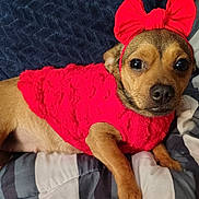 Honey Bear joined the competition — help win amazing prizes! animal, blanket, bow, brown_fur, companion, cozy, cushion, cute, dog, domestic, furry, headband, indoors, looking_at_camera, lying_down, pet, portrait, red_sweater, resting, small_dog