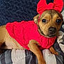 animal, blanket, bow, brown_fur, companion, cozy, cushion, cute, dog, domestic, furry, headband, indoors, looking_at_camera, lying_down, pet, portrait, red_sweater, resting, small_dog