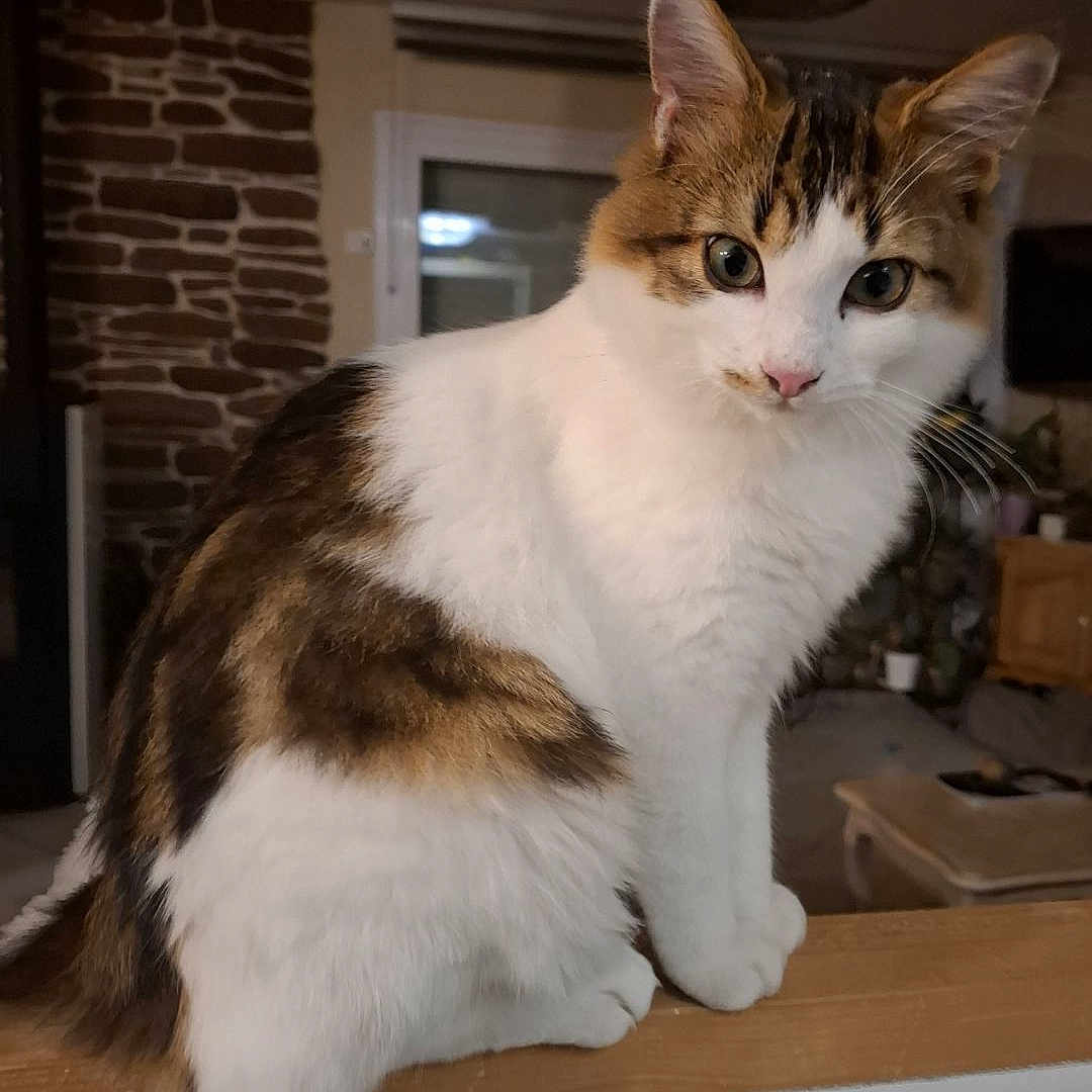 Yoda a rejoint le concours — aidez-le/la à gagner de superbes lots ! abyssinian, angora, animal, cat, document, egyptiancat, hardwood, indoors, interiordesign, kitten, manx, pet, receipt, stainedwood, text, window, windowsill, wood