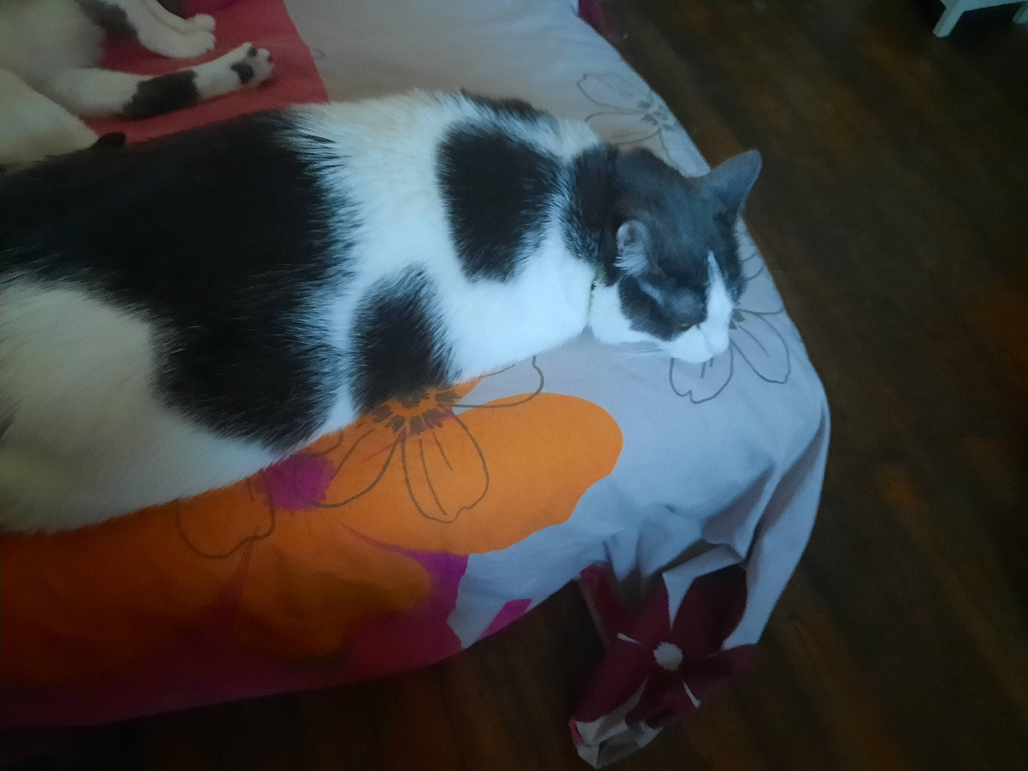 Piccolino a rejoint le concours — aidez-le/la à gagner de superbes lots ! carmine, carnivore, cat, comfort, domestic_short_haired_cat, felidae, flooring, fur, hardwood, linens, pattern, room, small_to_medium_sized_cats, tail, whiskers, wood, wood_flooring