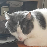 Piccolino participe au concours pour gagner de l'argent avec cette photo : cat, close_up, domestic_animal, ears, feline, folder, fur, gray_and_white, indoor, napping, papers, peaceful, pet, quiet, relaxation, resting, sleeping, table, whiskers, wooden_surface