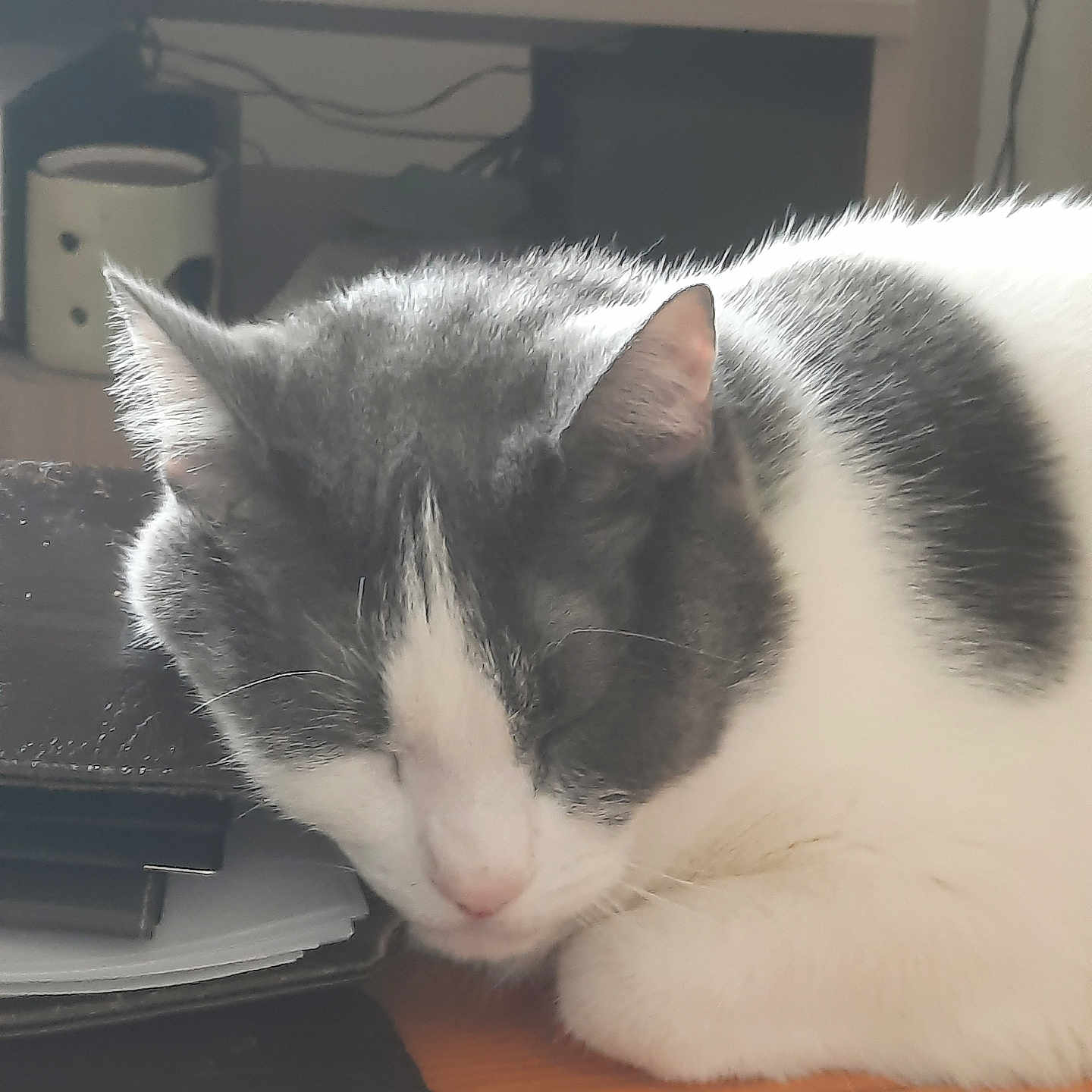 Piccolino participe au concours pour gagner de l'argent avec cette photo : cat, close_up, domestic_animal, ears, feline, folder, fur, gray_and_white, indoor, napping, papers, peaceful, pet, quiet, relaxation, resting, sleeping, table, whiskers, wooden_surface