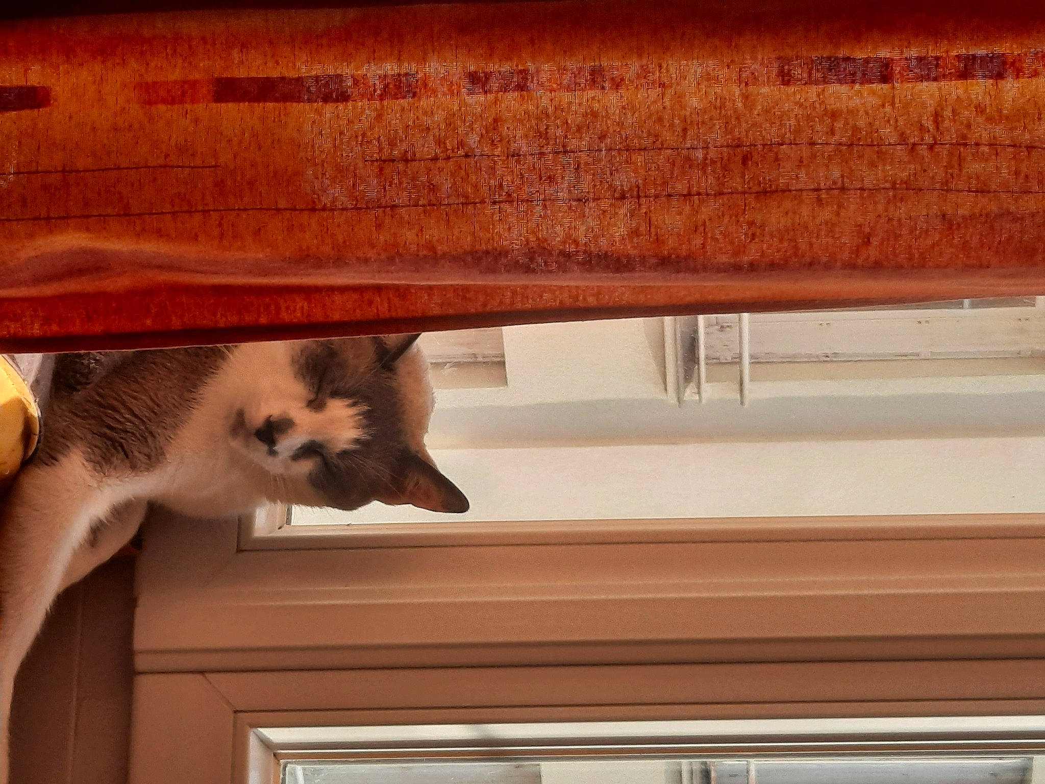 Oliver participe au concours pour gagner de l'argent avec cette photo : carnivore, cat, ceiling, domestic_short_haired_cat, fawn, felidae, flooring, fur, hardwood, plywood, room, small_to_medium_sized_cats, table, tail, tints_and_shades, varnish, whiskers, window, wood, wood_stain
