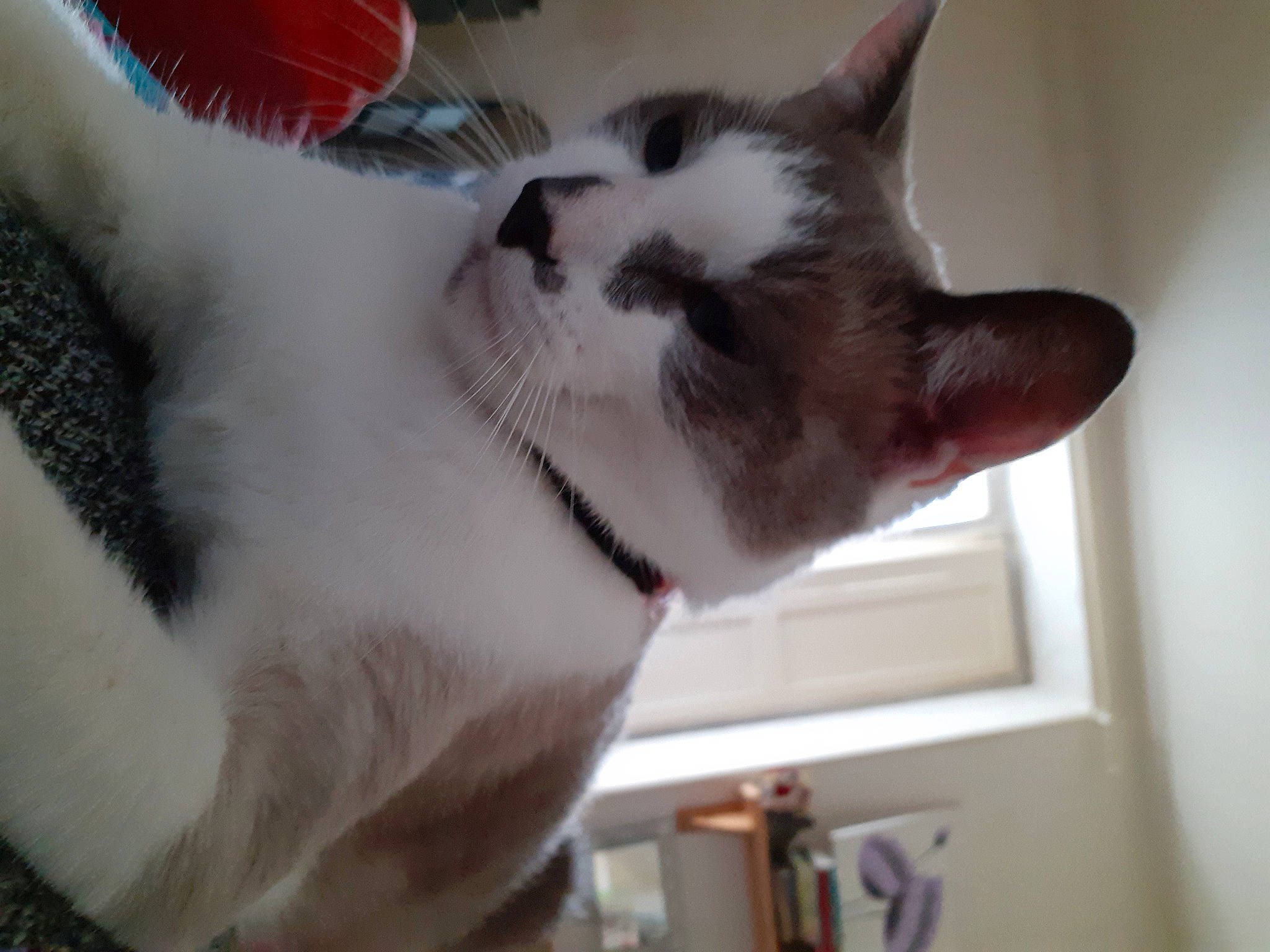 Oliver a rejoint le concours — aidez-le/la à gagner de superbes lots ! carmine, carnivore, cat, claw, domestic_short_haired_cat, eye, fawn, felidae, fur, jaw, paw, small_to_medium_sized_cats, snout, tail, tin_can, whiskers