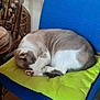 cat, sleeping, cushion, chair, indoor, furniture, wooden_floor, blue_chair, green_cushion, pet, cozy, resting, fur, domestic_animal, animal, curled_up, quiet, peaceful, home, relaxation