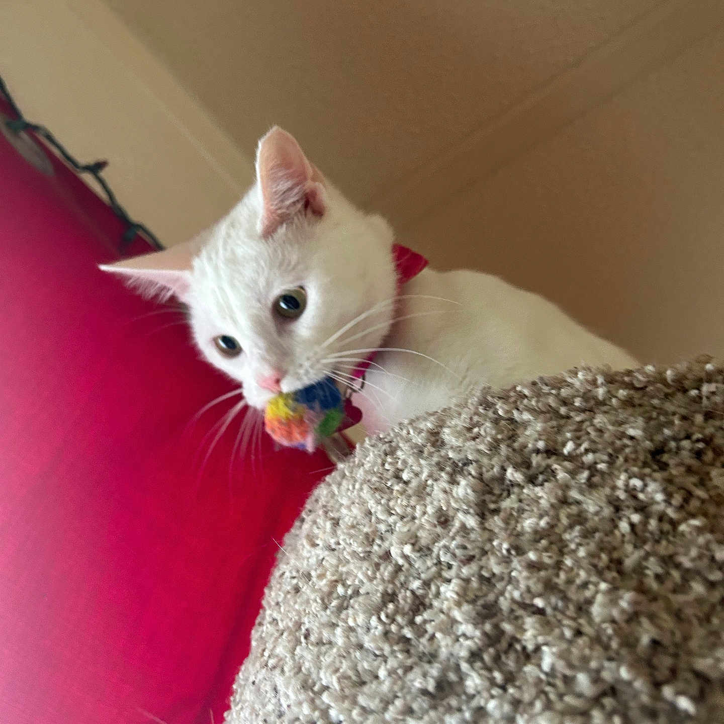 Snow joined the competition — help win amazing prizes! cat, white_cat, pet, indoor, playful, toy, colorful_toy, curious, collar, feline, texture, beige, red_curtain, wall, whiskers, ears, closeup, animal, cute, domestic