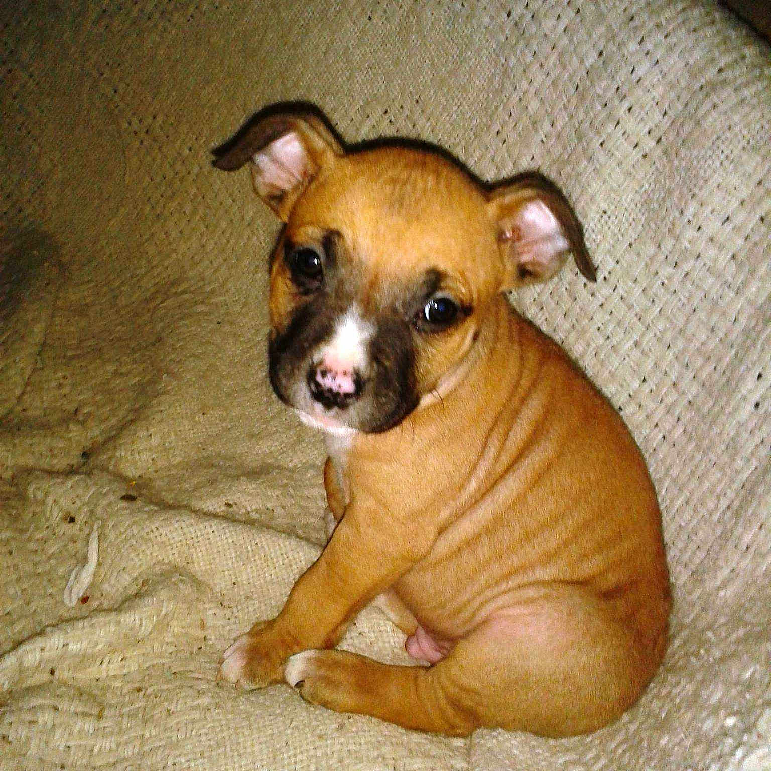 Moko-b