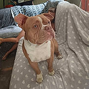 Ven-R Alias Zouzou participe au concours pour gagner de l'argent avec cette photo : animal, blanket, brown_dog, child, couch, cozy, curtains, dog, fabric, floor, furniture, heart_pattern, indoor, living_room, looking_away, pet, relaxed, seated, white_dog, wooden_door