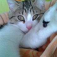 Maï-2 participe au concours pour gagner de l'argent avec cette photo :