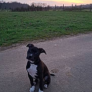 Maya a rejoint le concours — aidez-le/la à gagner de superbes lots ! black_and_white, clouds, collar, cute, dog, ears, evening, fence, field, grass, horizon, outdoors, pavement, paws, portrait, puppy, rural, sitting, sky, sunset