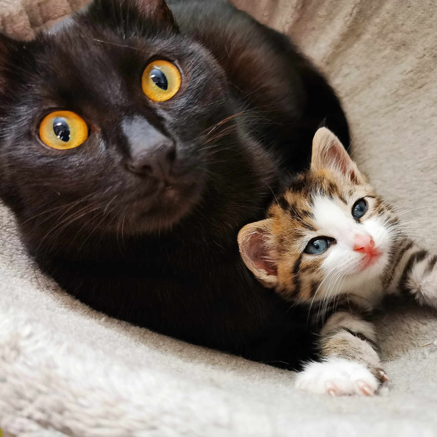Calcifer participe au concours pour gagner de l'argent avec cette photo : animals, black_cat, blanket, blue_eyes, cat, close_up, cozy, cuddling, cute, face, fur, indoor, kitten, pets, relaxing, sleeping_area, tabby_kitten, whiskers, yellow_eyes, young