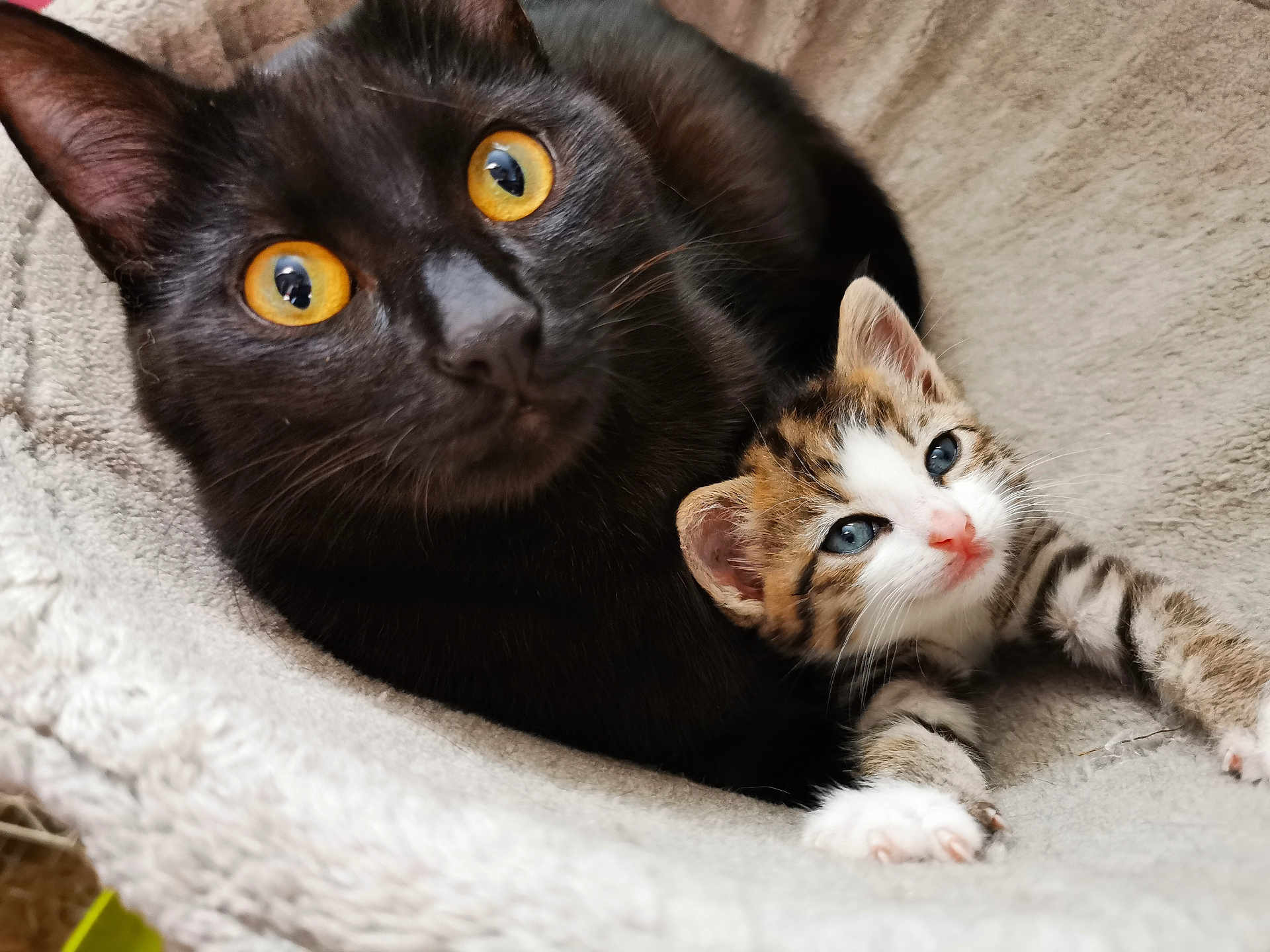Calcifer participe au concours pour gagner de l'argent avec cette photo : cat, kitten, black_cat, tabby_kitten, pets, animals, cozy, blanket, cute, close_up, yellow_eyes, blue_eyes, fur, face, whiskers, indoor, relaxing, cuddling, young, sleeping_area
