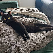 Calcifer participe au concours pour gagner de l'argent avec cette photo : black_cat, cat, pet, feline, yellow_eyes, blanket, couch, green_couch, living_room, fur, relaxed, stretching, cozy, indoor, animal, house_pet, furniture, armchair, floor, curious