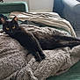 black_cat, cat, pet, feline, yellow_eyes, blanket, couch, green_couch, living_room, fur, relaxed, stretching, cozy, indoor, animal, house_pet, furniture, armchair, floor, curious