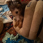 Jazz joined the competition — help win amazing prizes! puppy, dog, small_dog, scruffy, fluffy, brown_fur, black_fur, white_fur, pointy_ears, dark_nose, pet_bed, blanket, crochet, textile, patterned_rug, indoors, cozy, portrait, candid, cute