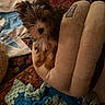 puppy, dog, small_dog, scruffy, fluffy, brown_fur, black_fur, white_fur, pointy_ears, dark_nose, pet_bed, blanket, crochet, textile, patterned_rug, indoors, cozy, portrait, candid, cute