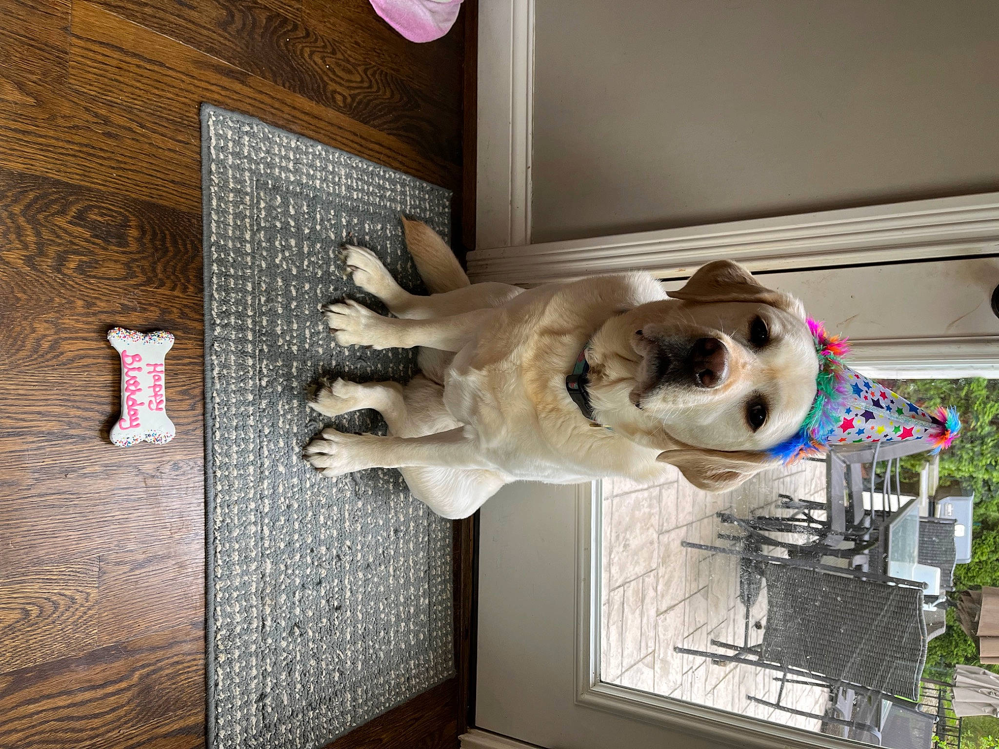 Rosie joined the competition — help win amazing prizes! canidae, carnivore, collar, companion_dog, couch, dog, dog_breed, dog_supply, door, fawn, flooring, pet_supply, picture_frame, plant, room, snout, sporting_group, tail, wood, working_animal