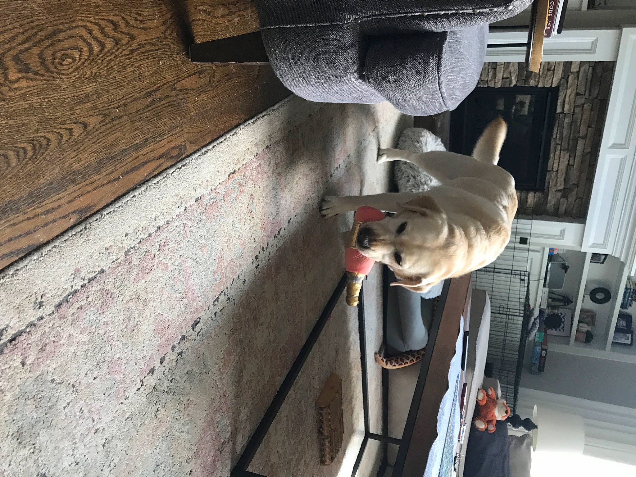 Rosie is registered to the contest to win money with this photo: car, composite_material, concrete, electrical_supply, machine, metal, vehicle, vehicle_door, wood, working_animal