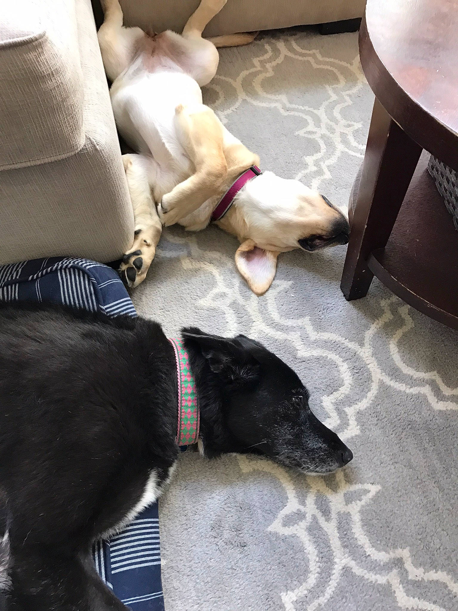 Senna joined the competition — help win amazing prizes! carnivore, collar, comfort, companion_dog, couch, dog, dog_breed, dog_collar, dog_supply, fawn, flooring, fur, hardwood, mammal, pet_supply, sporting_group, tail, vertebrate, wood, working_animal