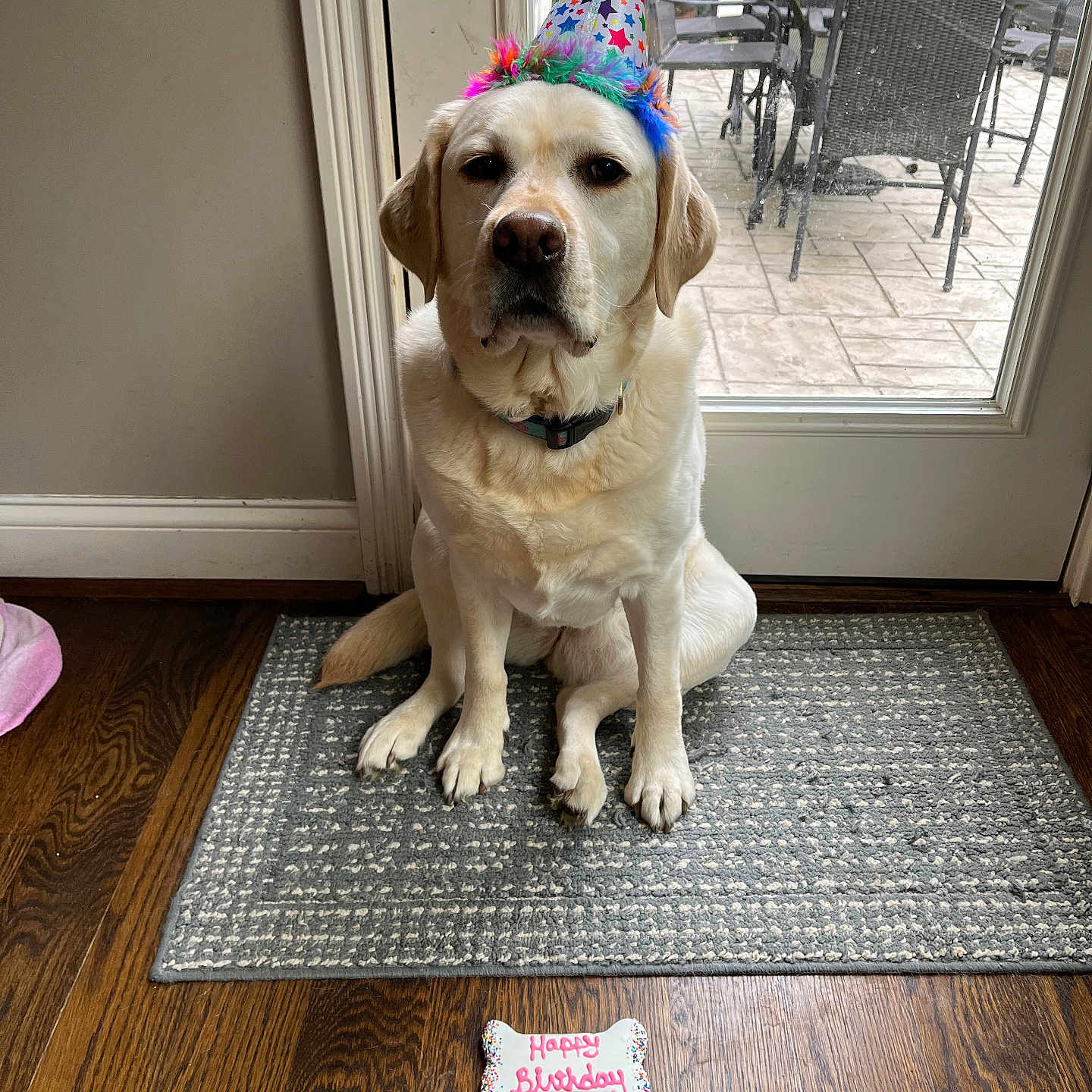 Rosie is registered to the contest to win money with this photo: animal, canine, chair, clothing, diningtable, dog, footwear, furniture, hardwood, hat, homedecor, hound, labradorretriever, partyhat, pet, puppy, rug, shoe, table, wood