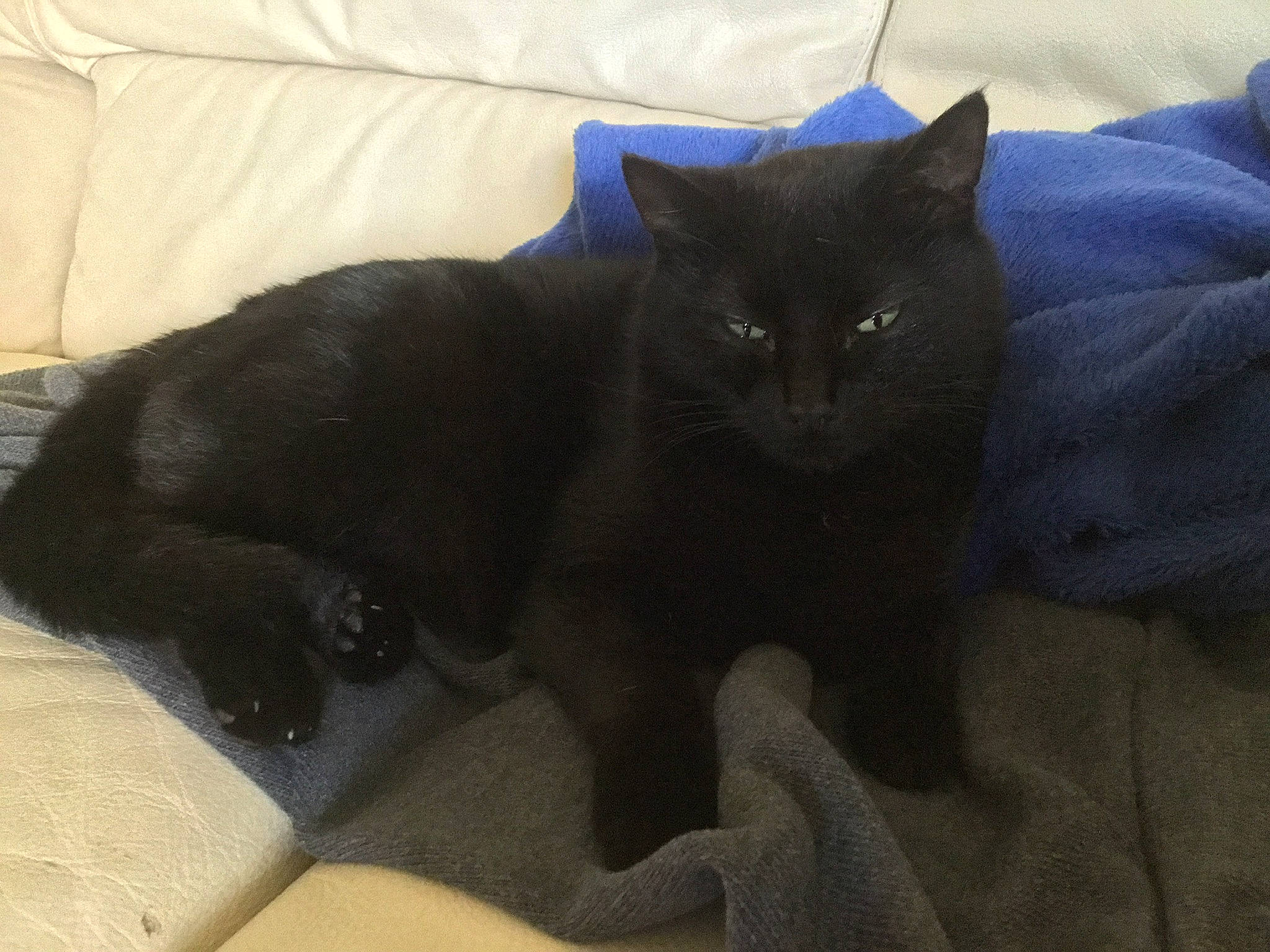 Mi-ou a rejoint le concours — aidez-le/la à gagner de superbes lots ! asian, asian_semi_longhair, black, black_cat, bombay, british_shorthair, carnivore, cat, chartreux, domestic_long_haired_cat, domestic_short_haired_cat, felidae, fur, korat, mammal, nebelung, small_to_medium_sized_cats, snout, vertebrate, whiskers