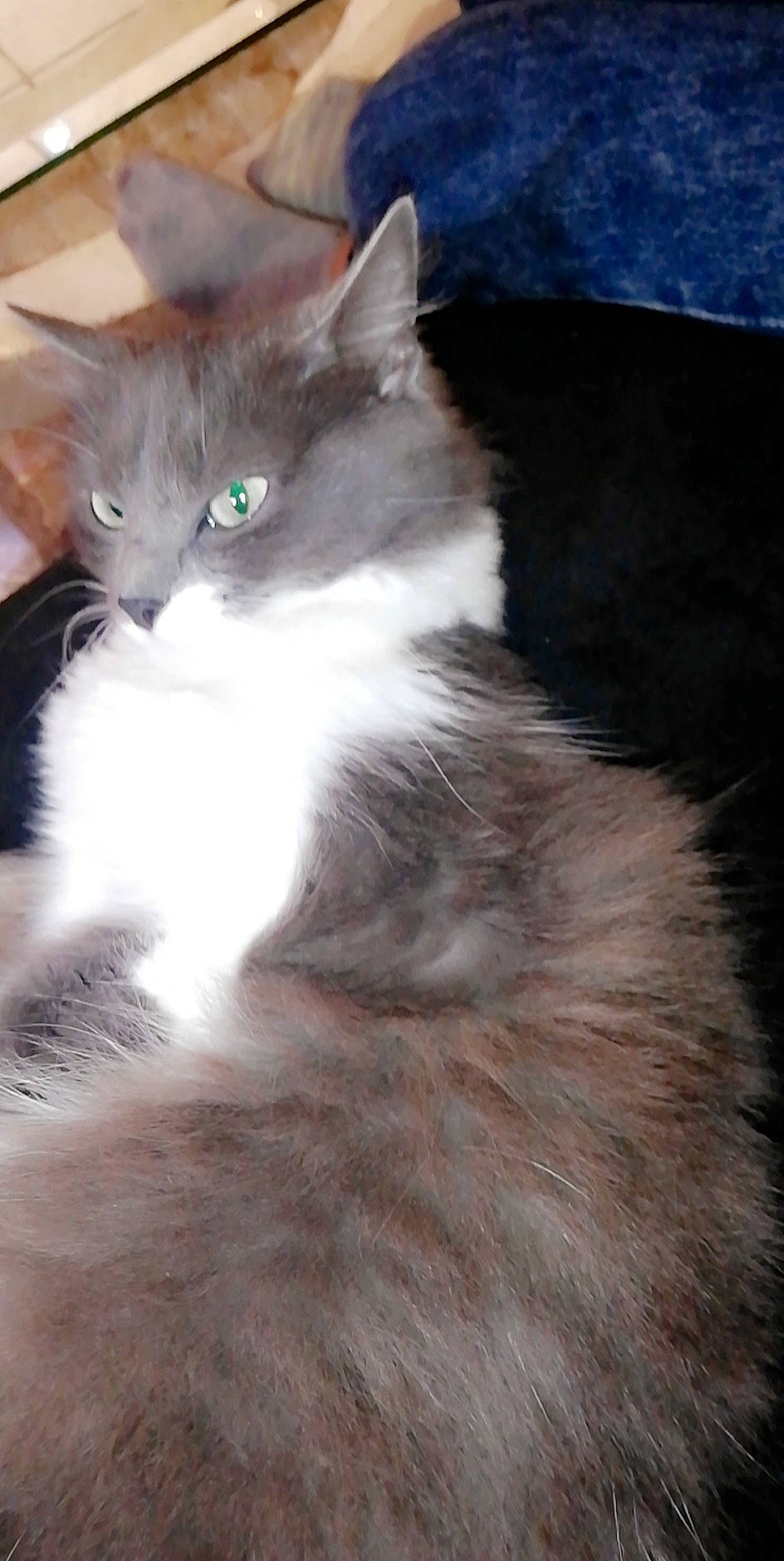 Tchikita a rejoint le concours — aidez-le/la à gagner de superbes lots ! asian_semi_longhair, british_semi_longhair, carnivore, cat, cymric, domestic_long_haired_cat, felidae, fur, kitten, mammal, nebelung, norwegian_forest_cat, ojos_azules, polydactyl_cat, ragamuffin, ragdoll, siberian, small_to_medium_sized_cats, vertebrate, whiskers