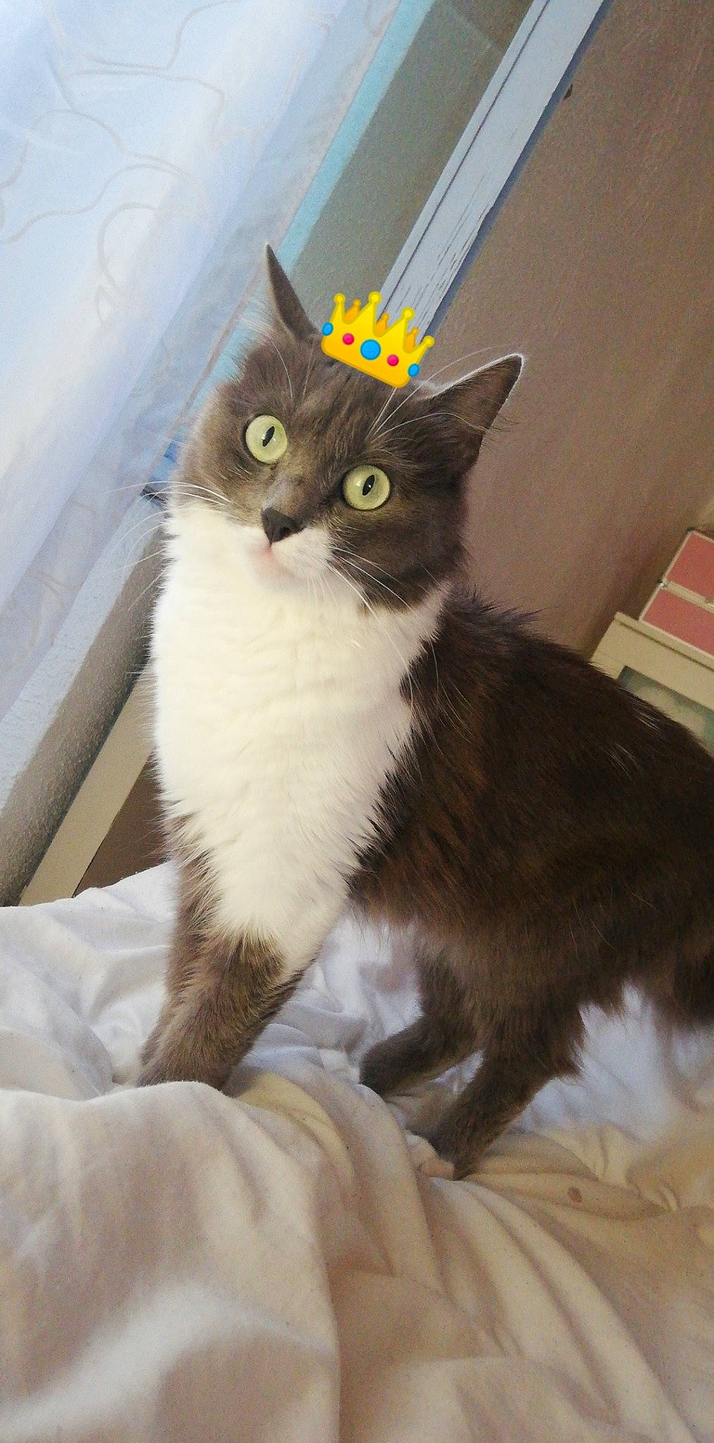 Tchikita a rejoint le concours — aidez-le/la à gagner de superbes lots ! asian, asian_semi_longhair, british_longhair, british_semi_longhair, carnivore, cat, domestic_long_haired_cat, domestic_short_haired_cat, eye, felidae, maine_coon, mammal, norwegian_forest_cat, ojos_azules, ragamuffin, siberian, small_to_medium_sized_cats, tail, vertebrate, whiskers