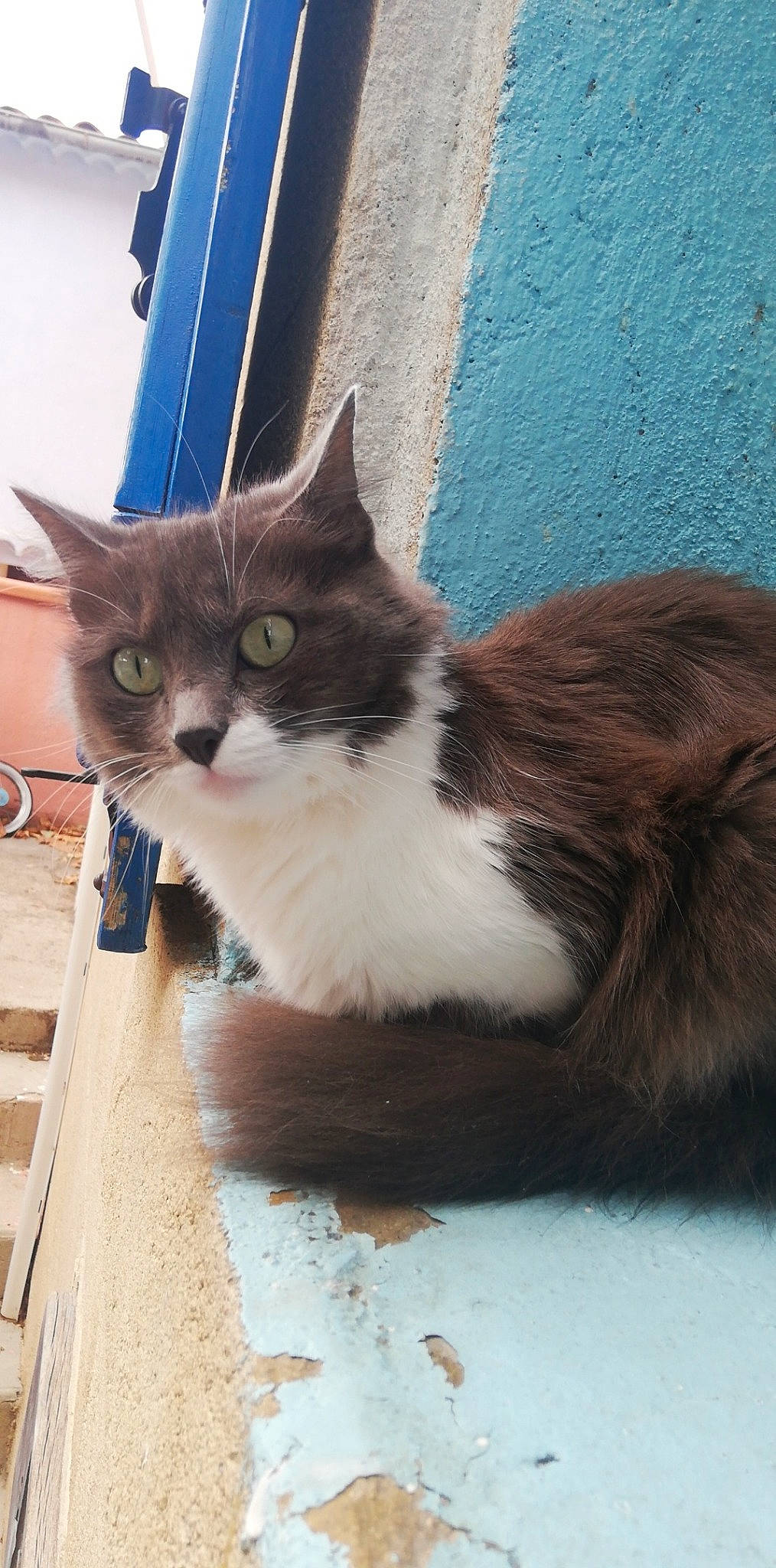 Tchikita a rejoint le concours — aidez-le/la à gagner de superbes lots ! aegean_cat, british_semi_longhair, carnivore, cat, domestic_long_haired_cat, domestic_short_haired_cat, fawn, felidae, kitten, maine_coon, mammal, norwegian_forest_cat, persian, ragamuffin, small_to_medium_sized_cats, tail, vertebrate, whiskers