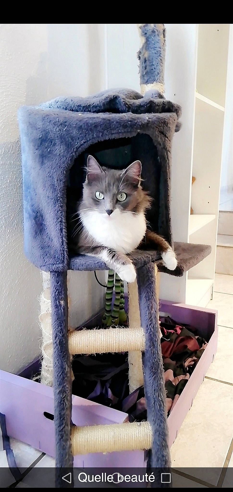 Tchikita a rejoint le concours — aidez-le/la à gagner de superbes lots ! animal_shelter, carnivore, cat, domestic_short_haired_cat, european_shorthair, felidae, kitten, norwegian_forest_cat, russian_blue, small_to_medium_sized_cats, whiskers