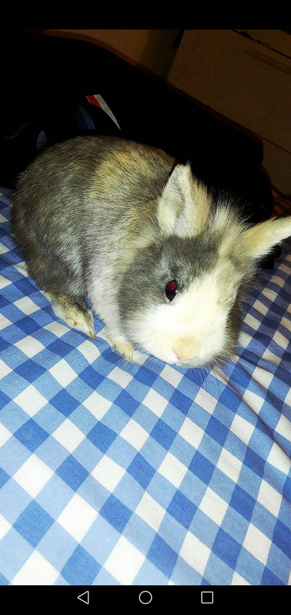 Guibou a rejoint le concours — aidez-le/la à gagner de superbes lots ! angora_rabbit, degu, domestic_rabbit, ear, fawn, fur, hamster, iris, rabbit, rabbits_and_hares, rodent, skin, snout, tail, whiskers