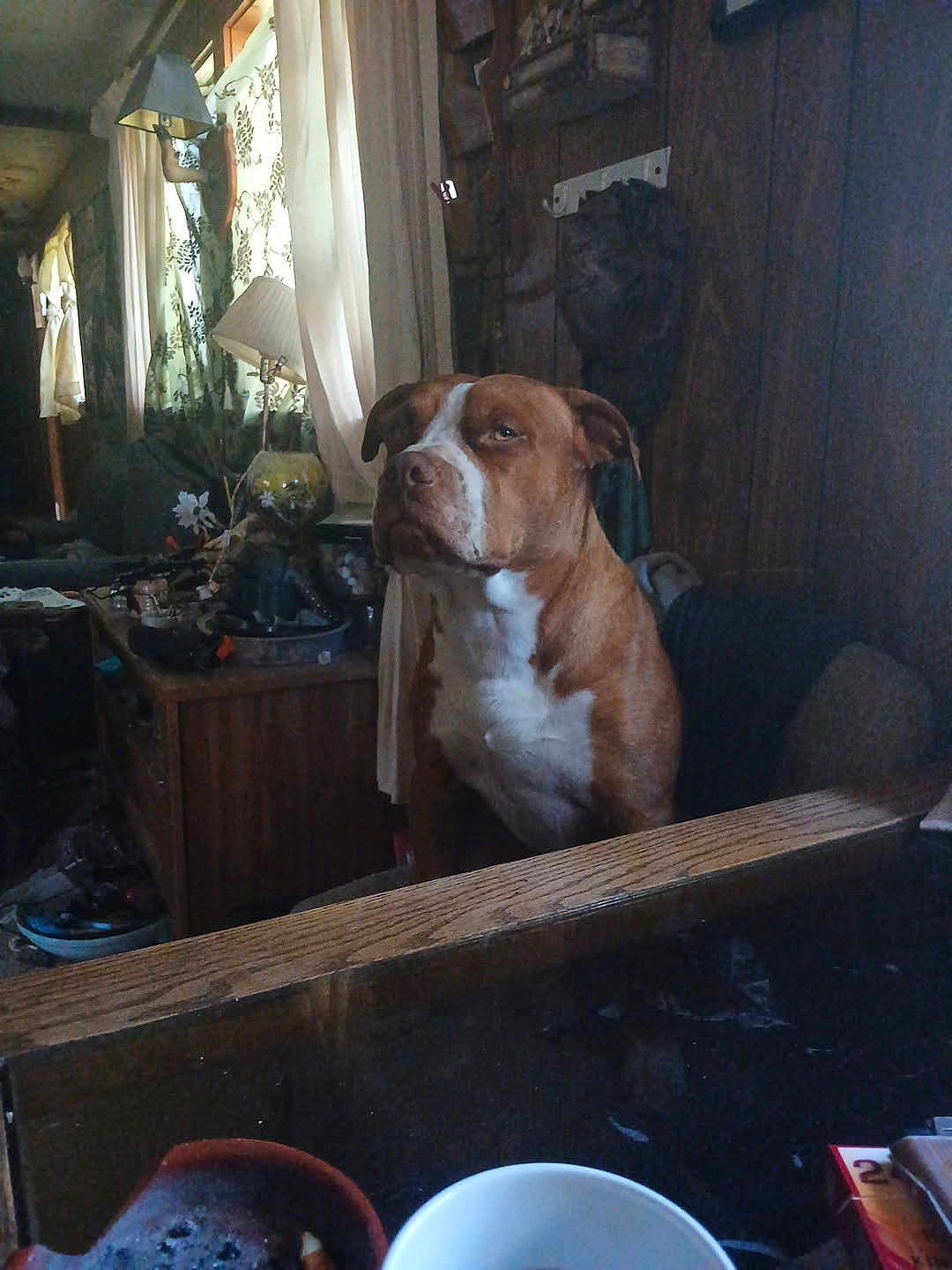 Tom is registered to the contest to win money with this photo: dog, brown_dog, white_dog, indoor, wood_paneling, curtains, lamp, table, clutter, vase, window, furniture, decor, pet, animal, sitting, portrait, serious, house, room