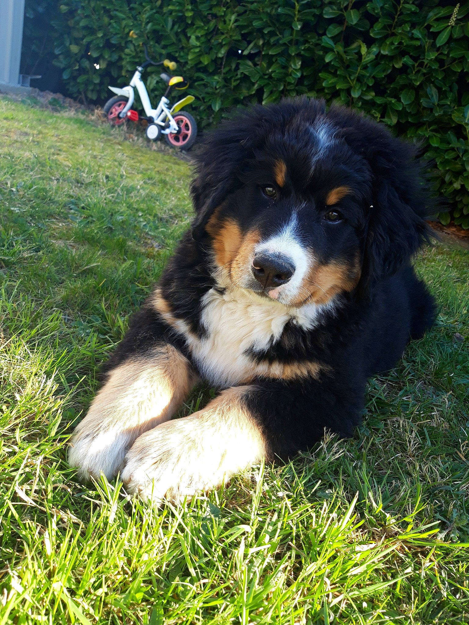 Roméo participe au concours pour gagner de l'argent avec cette photo : bernese_mountain_dog, canidae, carnivore, companion_dog, dog, dog_breed, english_shepherd, entlebucher_mountain_dog, grass, greater_swiss_mountain_dog, mammal, puppy, rare_breed_dog, snout, sporting_group, vertebrate, working_dog