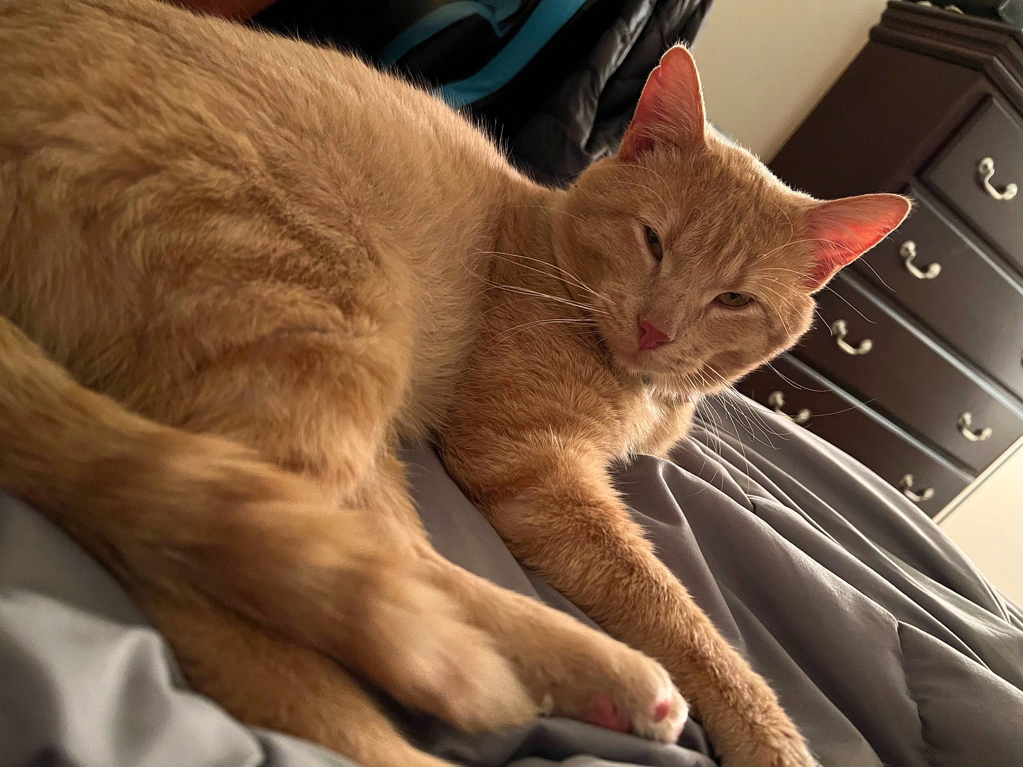 Beerus joined the competition — help win amazing prizes! carnivore, cat, chest_of_drawers, claw, comfort, domestic_short_haired_cat, fawn, felidae, fur, paw, sitting, small_to_medium_sized_cats, tail, whiskers, window, windshield, wood