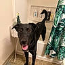 Charlie joined the competition — help win amazing prizes! dog, black_dog, bathroom, shower_curtain, plant_stand, cactus, tile_floor, happy, pet, tongue_out, friendly, indoor, canine, tail_up, animal, smiling, cute, domestic, fur, muzzle