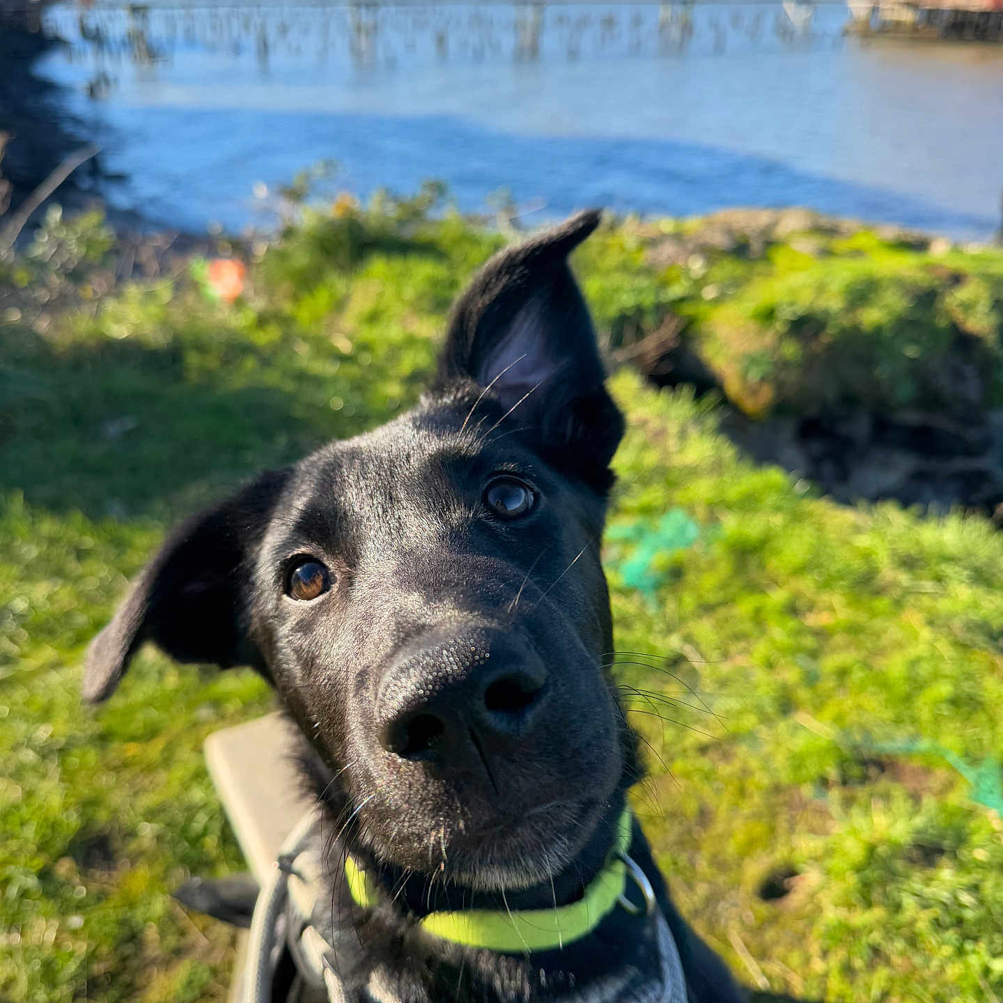 Charlie joined the competition — help win amazing prizes! dog, black_dog, outdoor, water, grass, sunny, nature, pet, curious, close_up, canine, head_tilt, collar, harness, bench, daylight, sky, animal, ears, portrait