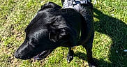 Charlie is registered to the contest to win money with this photo: dog, black_dog, harness, grass, outdoor, sunlight, flower, pet, canine, animal, nature, greenery, daylight, grass_patch, playful, happy, muzzle, shadow, tongue, ears
