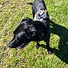 animal, black_dog, canine, daylight, dog, ears, flower, grass, grass_patch, greenery, happy, harness, muzzle, nature, outdoor, pet, playful, shadow, sunlight, tongue