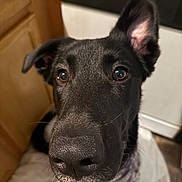 Charlie is registered to the contest to win money with this photo: dog, black_dog, close_up, curious, pet, indoors, kitchen, wooden_cabinet, dog_bed, ears, face, snout, fur, animal, canine, looking, eyes, nose, whiskers, domestic