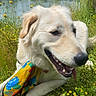 Chloe joined the competition — help win amazing prizes! dog, canine, outdoor, river, grass, flowers, yellow_flowers, scarf, colorful, nature, relaxed, sunny, pet, animal, mammal, tongue_out, happy, greenery, summer, landscape